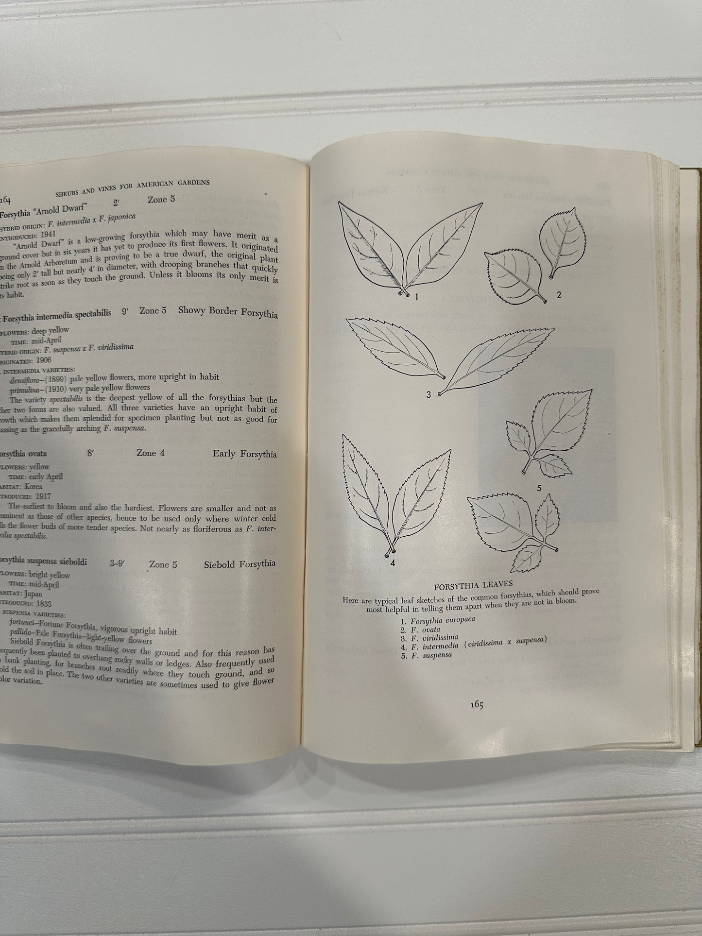1949 Shrubs and Vines for American Gardens